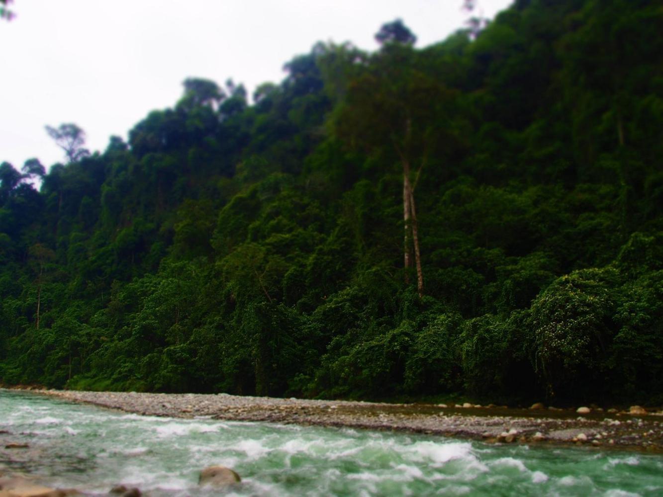 Thejungleguide - Lodges & Treks Bukit Lawang Buitenkant foto