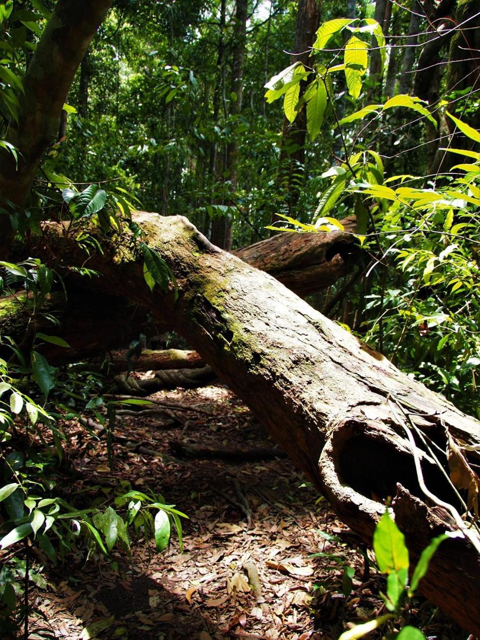Thejungleguide - Lodges & Treks Bukit Lawang Buitenkant foto