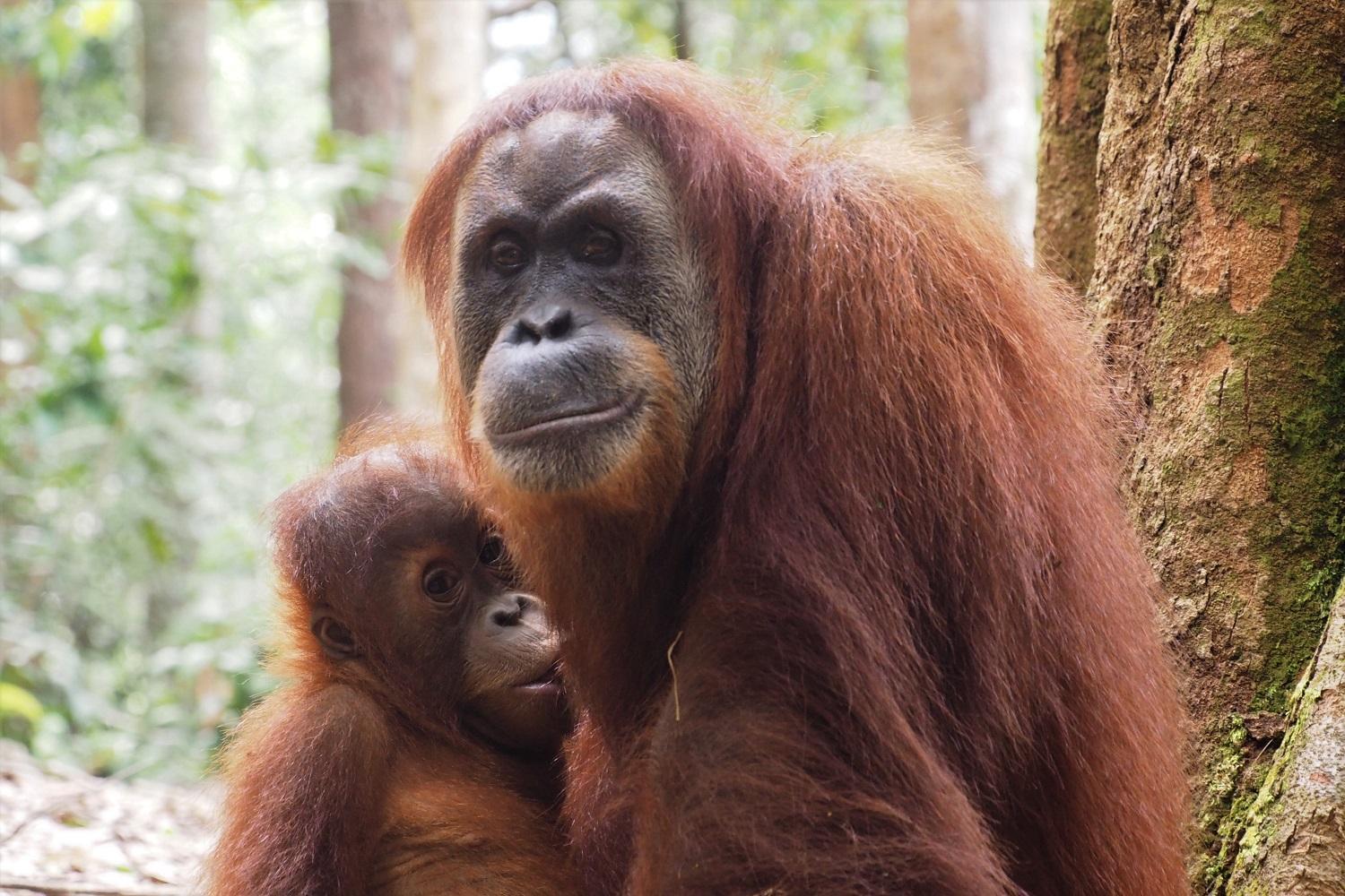 Thejungleguide - Lodges & Treks Bukit Lawang Buitenkant foto