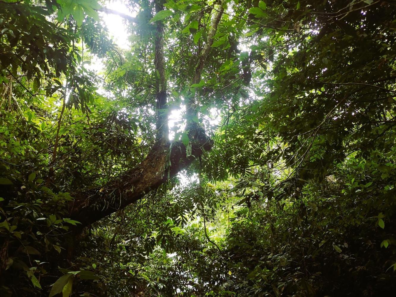 Thejungleguide - Lodges & Treks Bukit Lawang Buitenkant foto