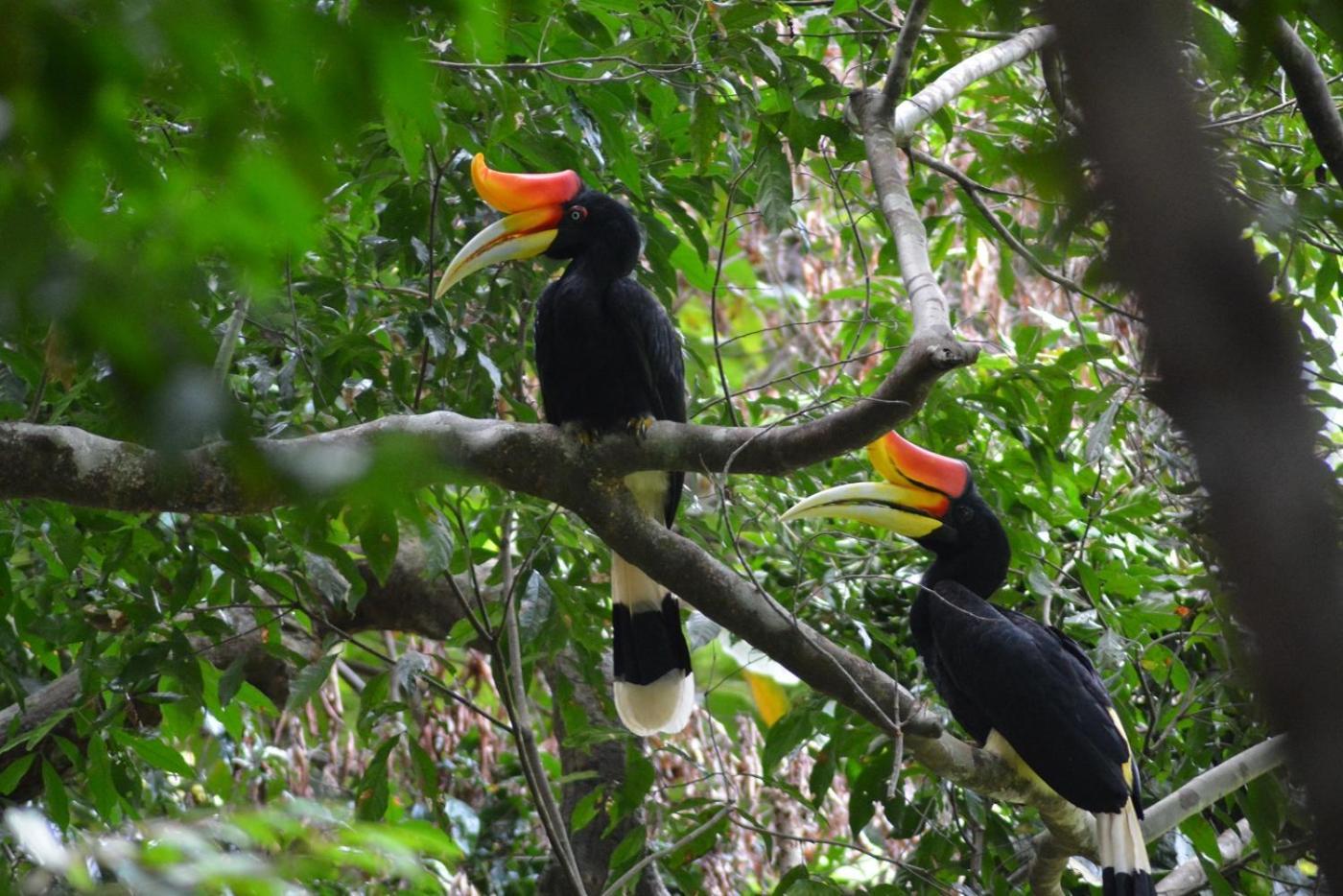 Thejungleguide - Lodges & Treks Bukit Lawang Buitenkant foto