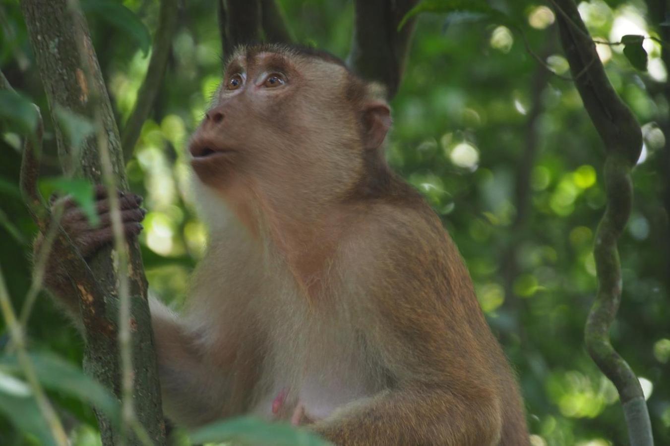 Thejungleguide - Lodges & Treks Bukit Lawang Buitenkant foto