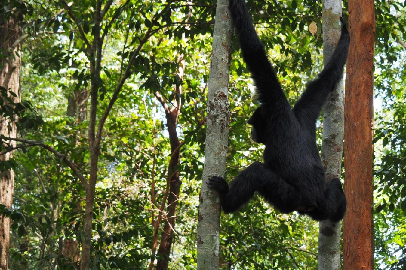 Thejungleguide - Lodges & Treks Bukit Lawang Buitenkant foto