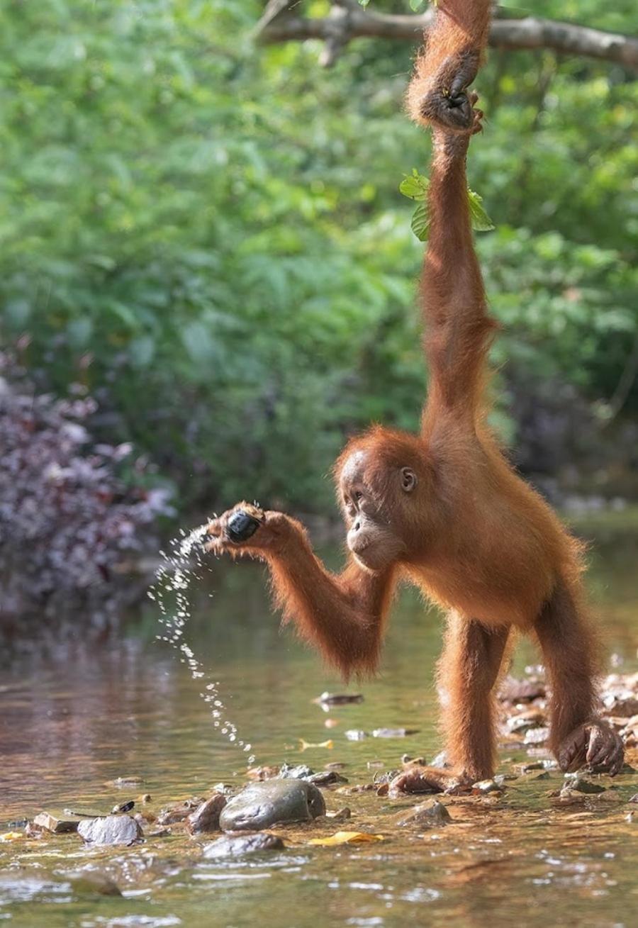 Thejungleguide - Lodges & Treks Bukit Lawang Buitenkant foto