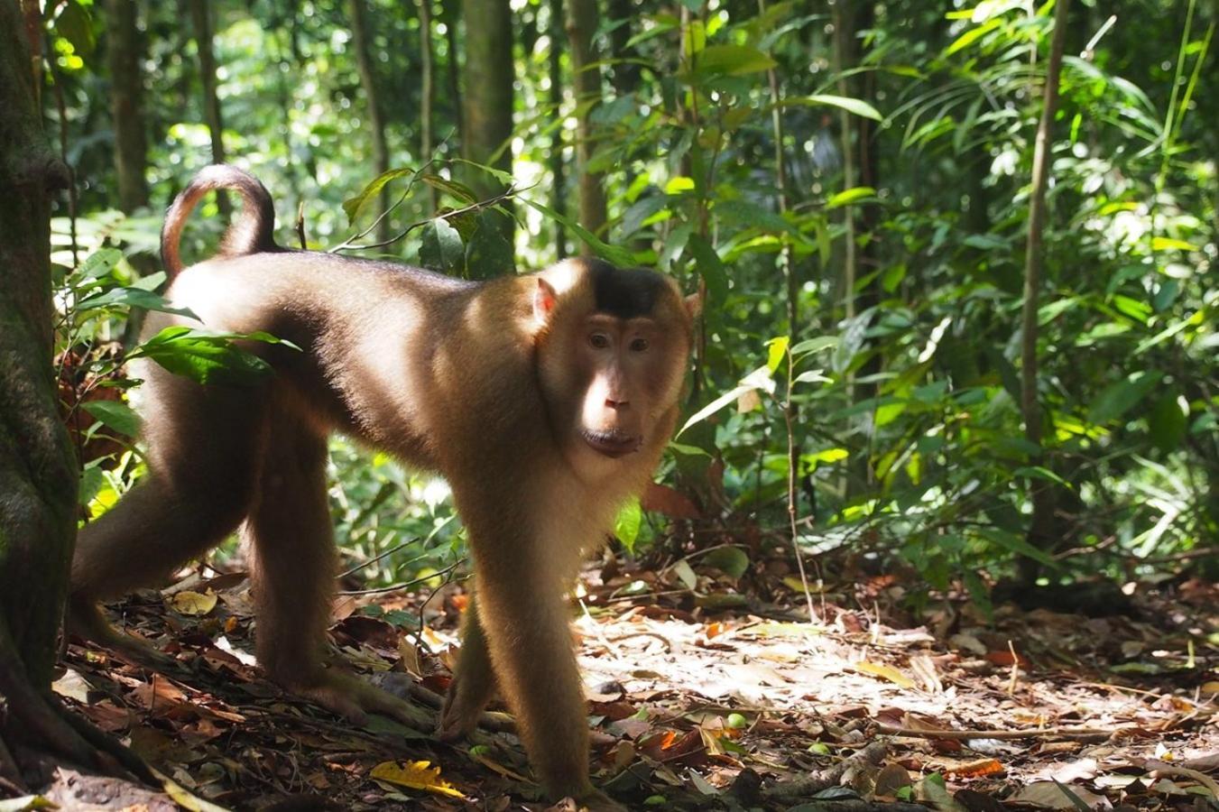 Thejungleguide - Lodges & Treks Bukit Lawang Buitenkant foto