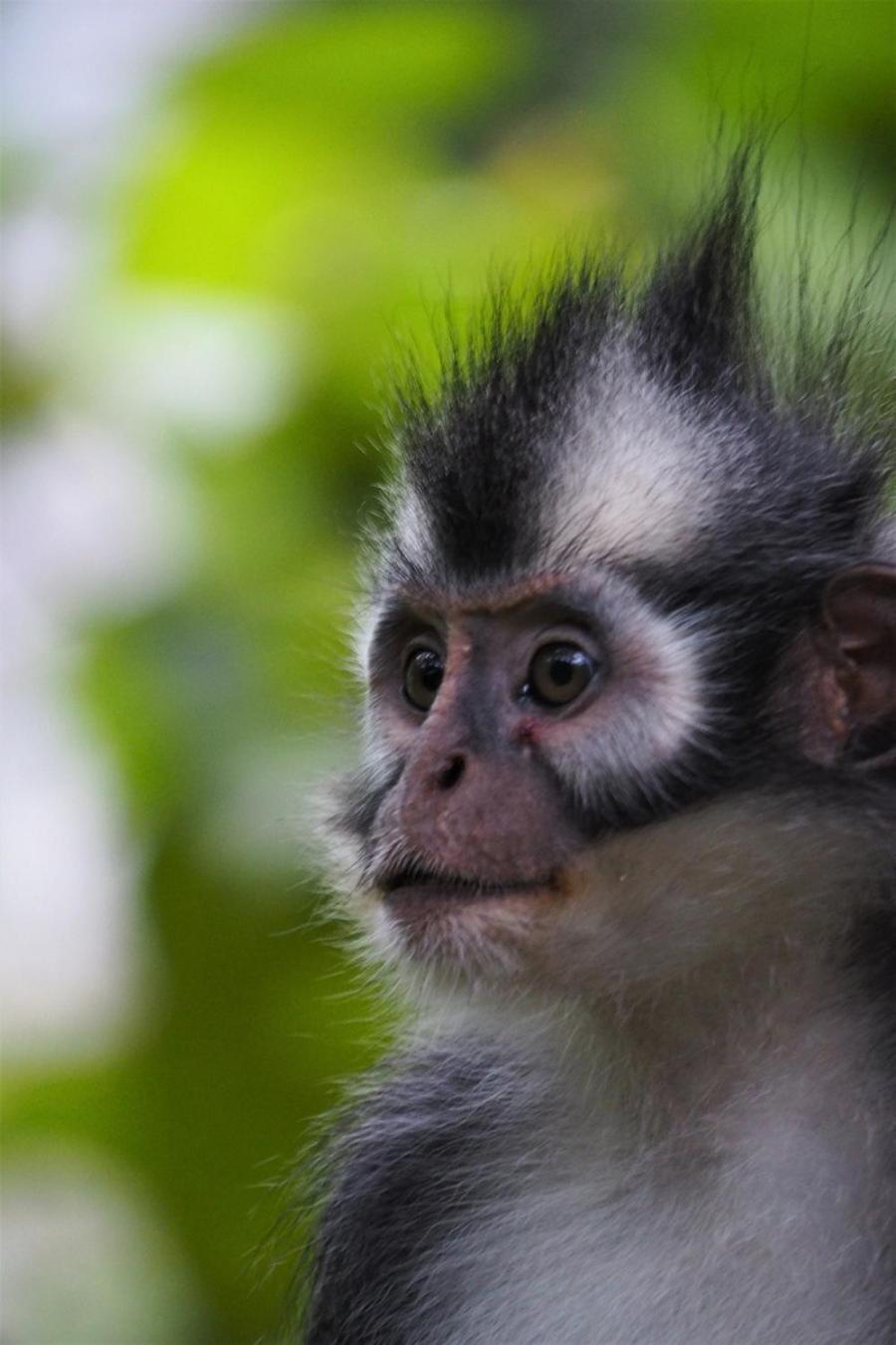 Thejungleguide - Lodges & Treks Bukit Lawang Buitenkant foto