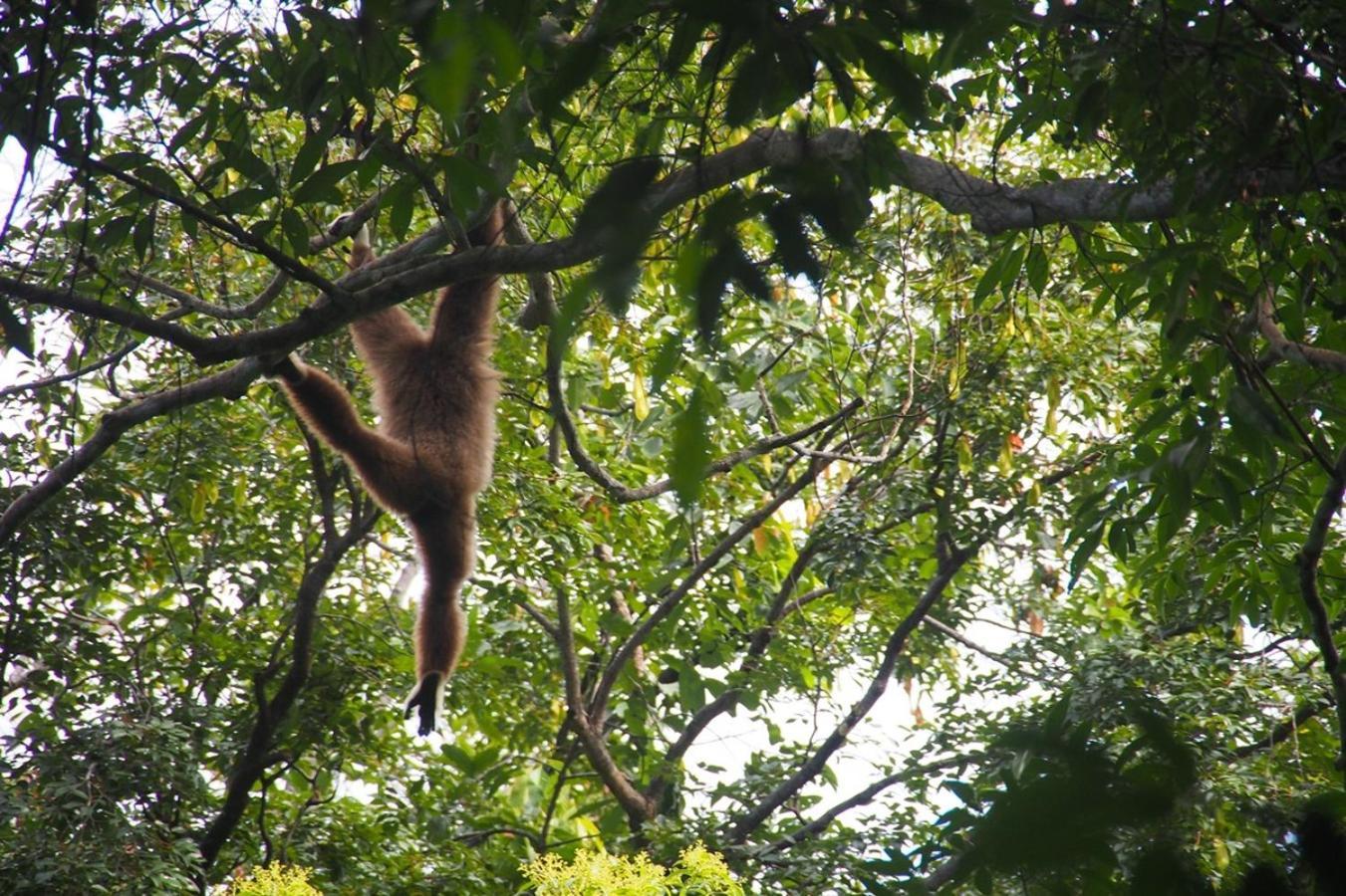 Thejungleguide - Lodges & Treks Bukit Lawang Buitenkant foto