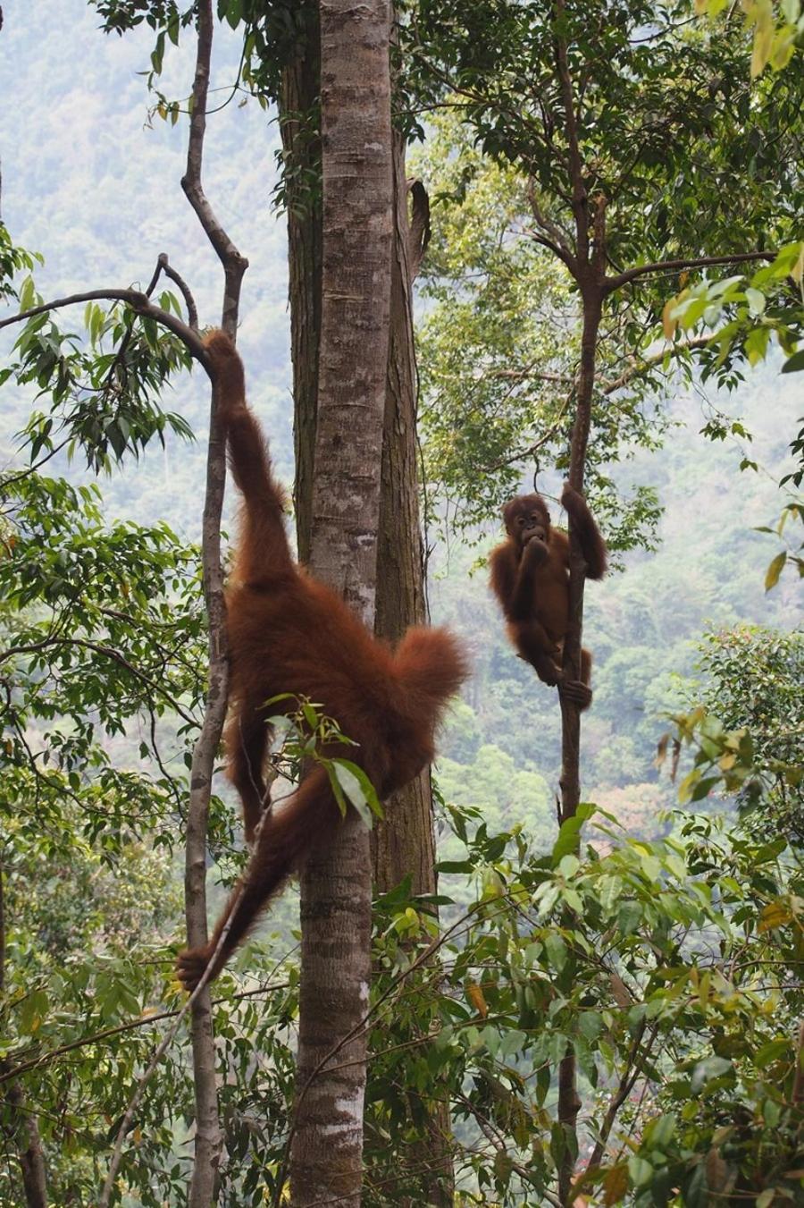 Thejungleguide - Lodges & Treks Bukit Lawang Buitenkant foto