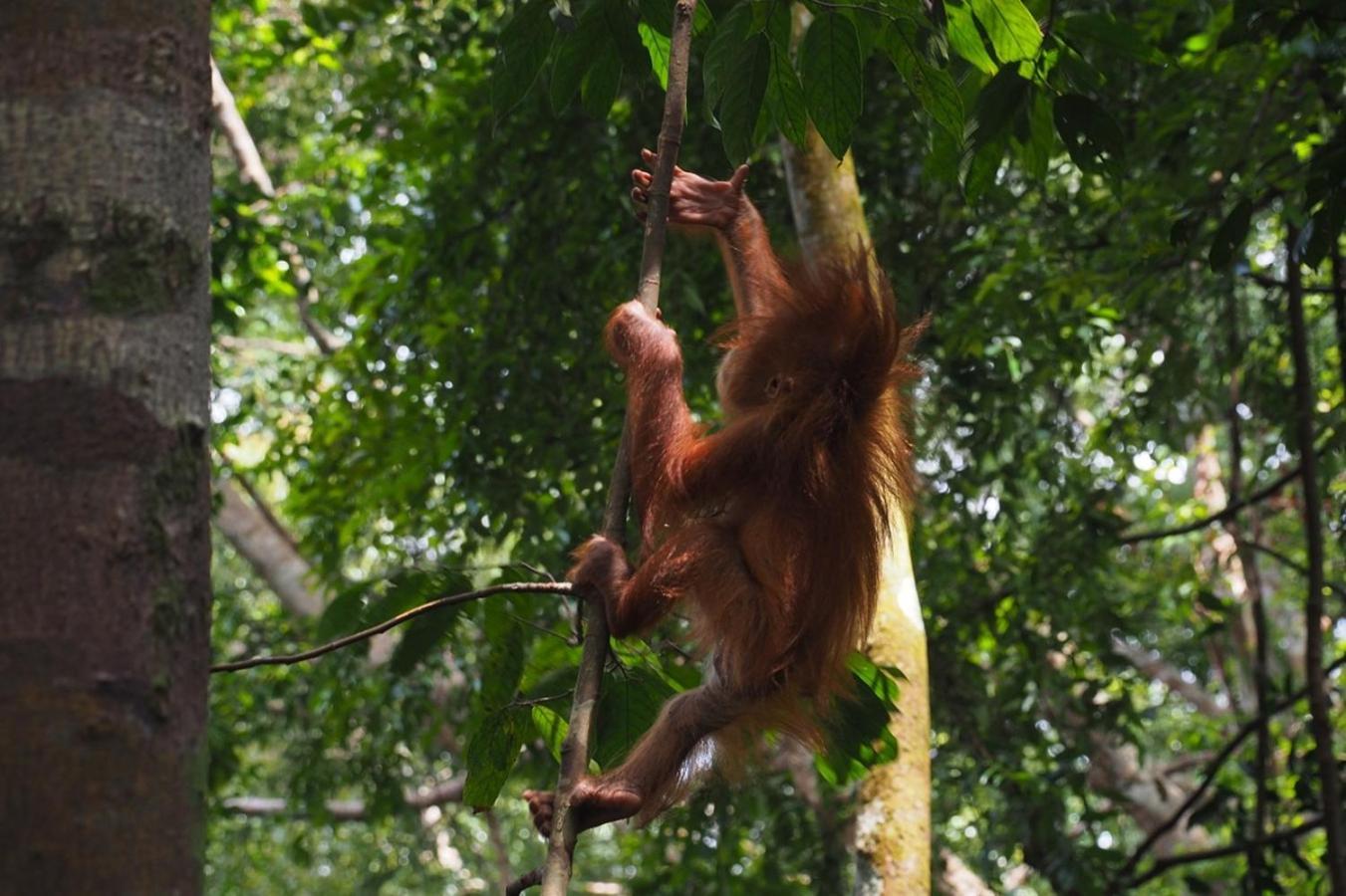 Thejungleguide - Lodges & Treks Bukit Lawang Buitenkant foto