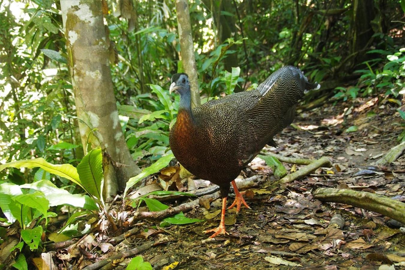 Thejungleguide - Lodges & Treks Bukit Lawang Buitenkant foto