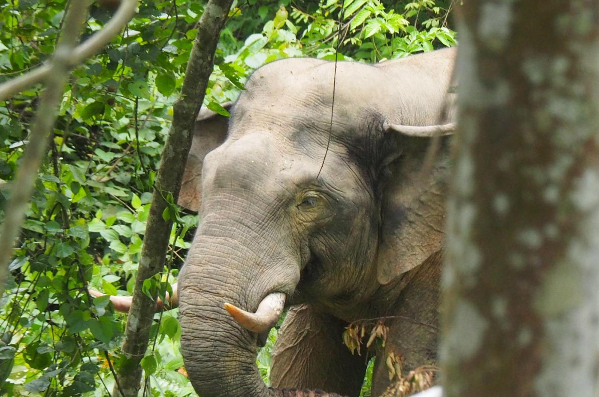 Thejungleguide - Lodges & Treks Bukit Lawang Buitenkant foto